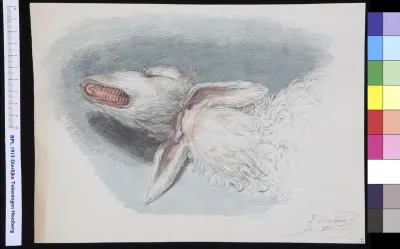 Animals: sheep