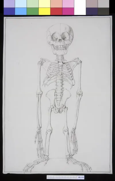 Animals: skeleton of an orangutan