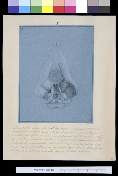 Animals: skull of a beaver, seen from below