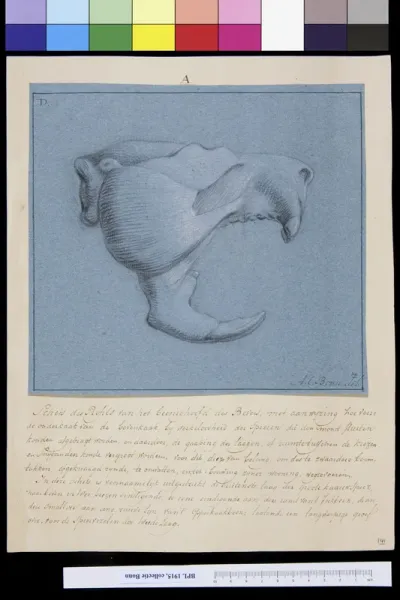 Animals: skull of a beaver
