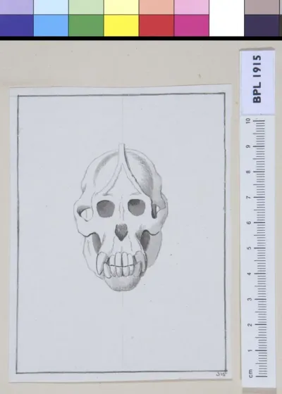 Animals: skull of an ape, frontal view