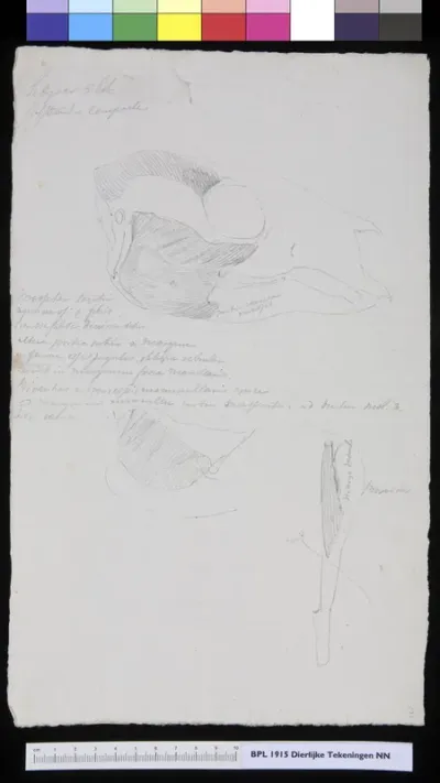 Animals: skull