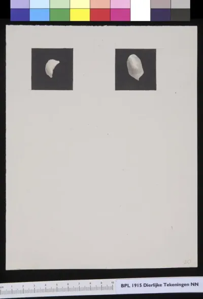 Animals: tissue