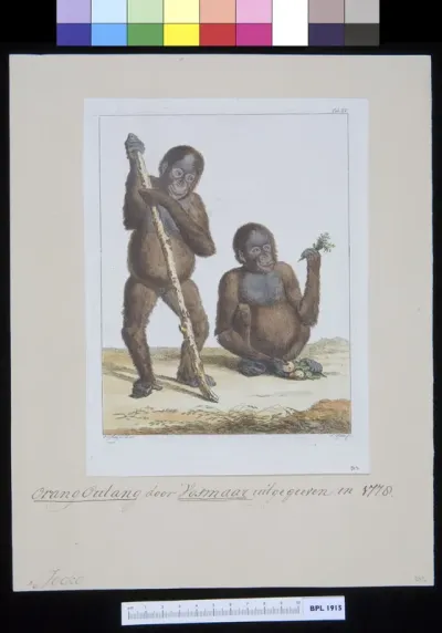 Animals: two orangutans