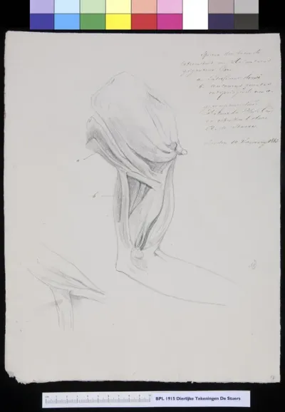 Animals: unidentified animal, arm