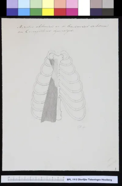 Animals: unidentified animal, muscles of the ribs