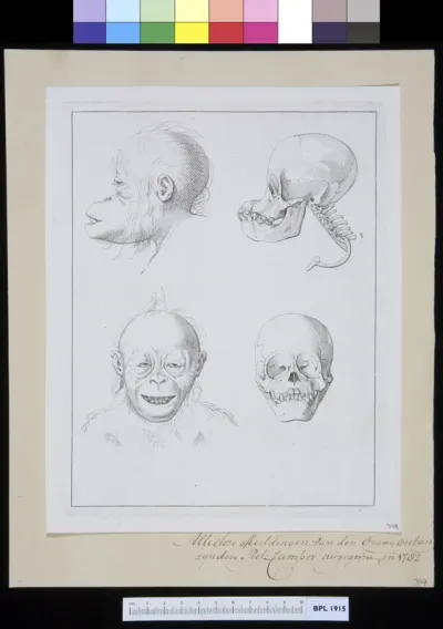 Animals: views of the head and skull