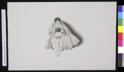 Animals: whale , head