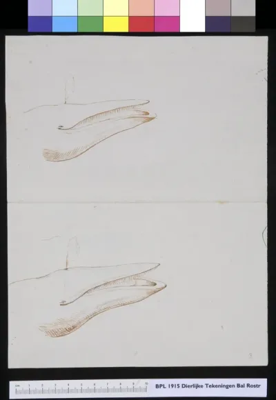 Animals: whale, mouth