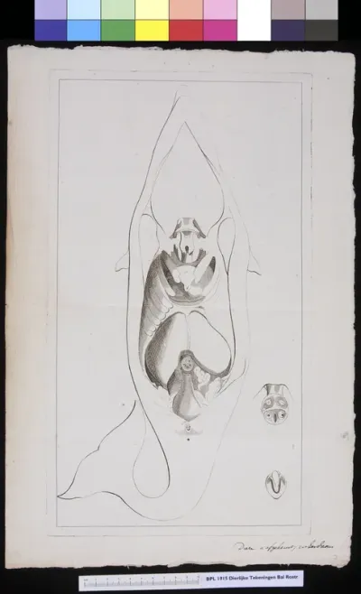 Animals: whale, organs