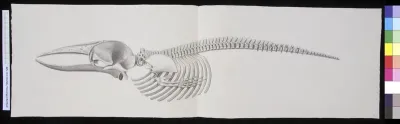Animals: whale, skeleton