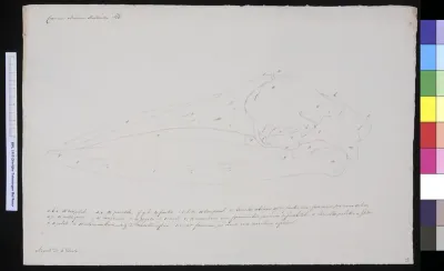 Animals: whale, skull