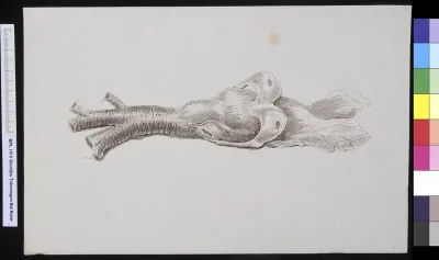 Animals: whale, trachea