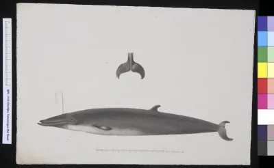 Animals: whale