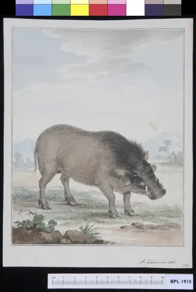 Animals: wild boar
