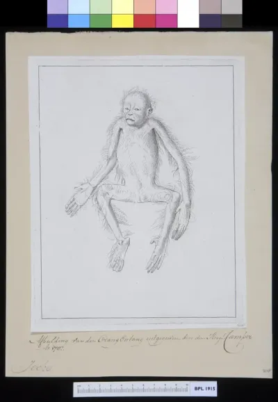 Animals: young orangutan