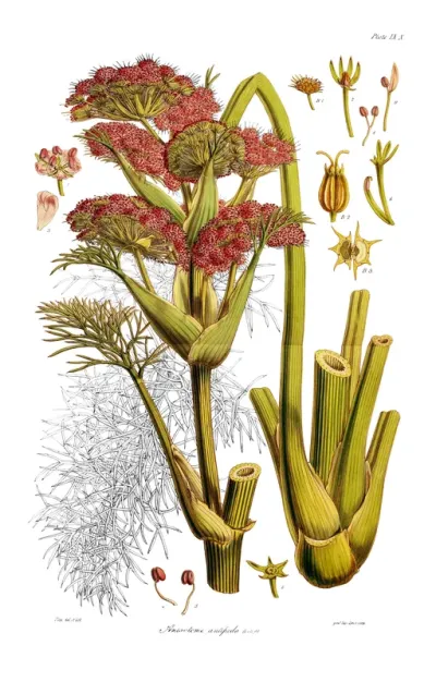Anisotome antipoda
