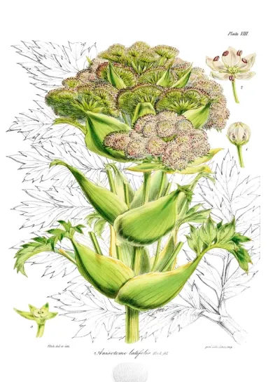 Anisotome latifolia
