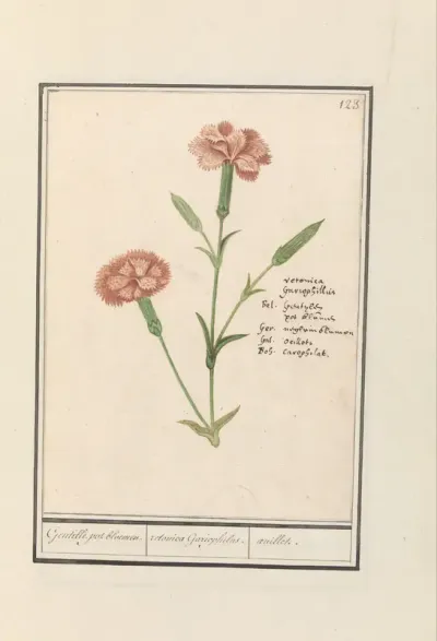 Anjer (Dianthus)