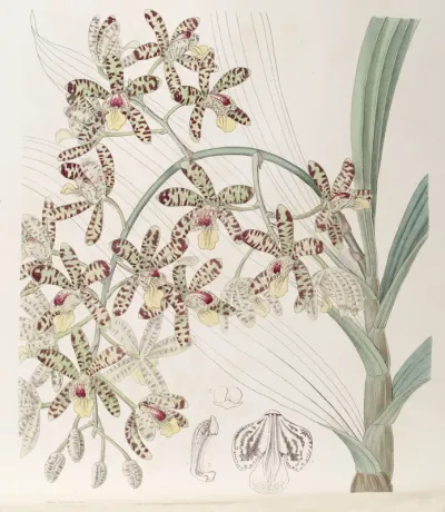 Ansellia africana