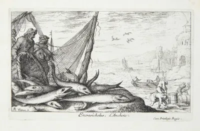 Ansjos (Encrasicholus)