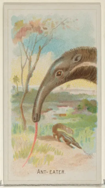 Anteater, from the Wild Animals of the World series (N25) for Allen & Ginter Cigarettes
