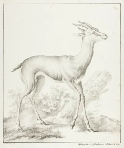 Antelope
