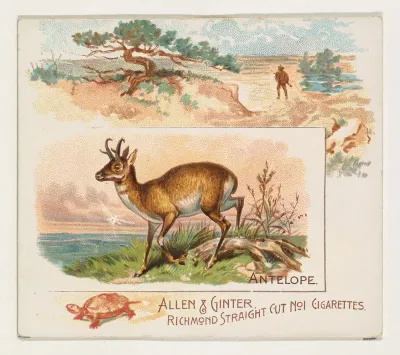 Antelope, from Quadrupeds series (N41) for Allen & Ginter Cigarettes