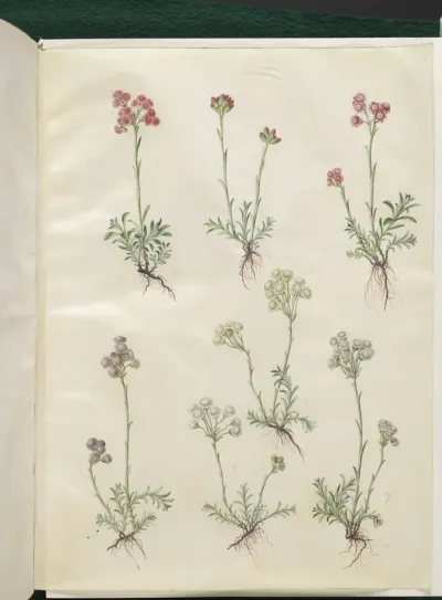 Antennaria dioica (almindelig kattefod)