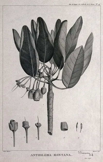 Antholoma montana: flowering and fruiting stem with floral segments