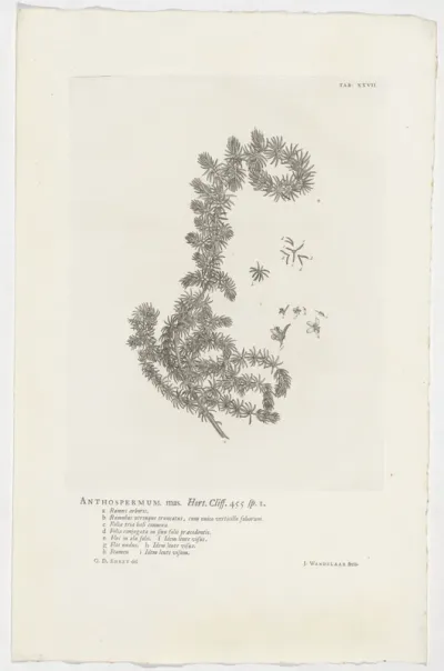 Anthospermum aethiopicum