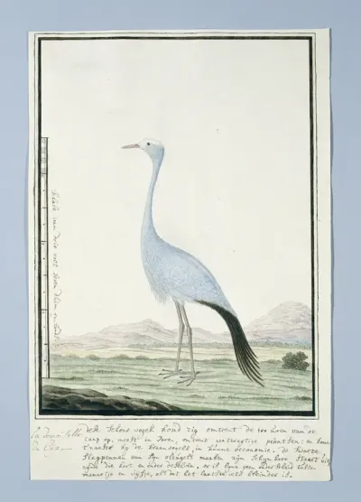 Anthropoides paradisea (Blue crane or Stanley crane)