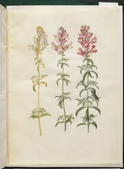 Antirrhinum majus (have-løvemund)