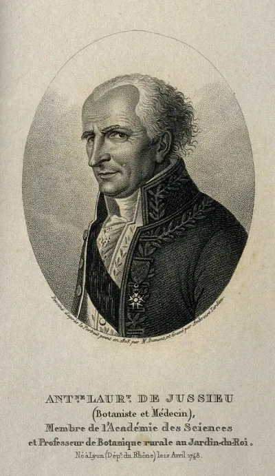 Antoine Laurent de Jussieu