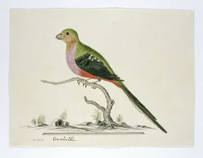 Apaloderma narina (Narina-trogon)