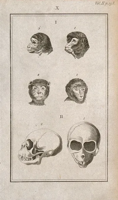 Apes' skulls: six figures showing ape heads and an ape skull from the front and in profile