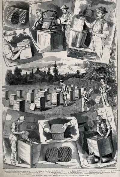 Apiculture: scenes of bee-keeping and honey-gathering