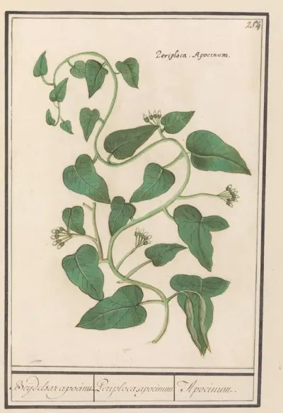 Apocynum