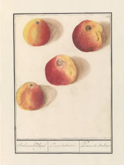 Appel (Malus domestica)