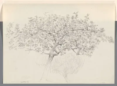 Appelboom
