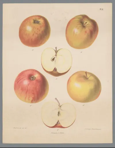 Appels
