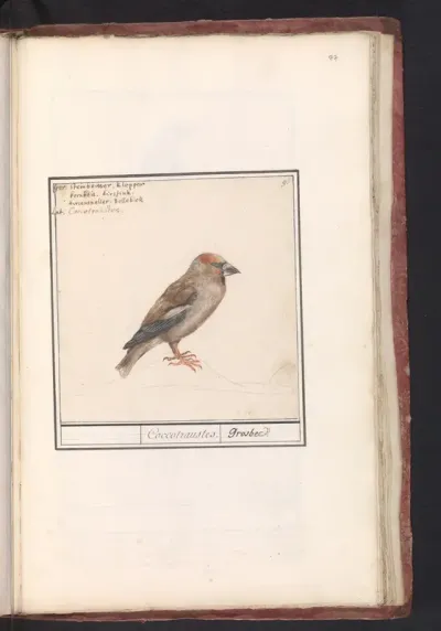 Appelvink (Coccothraustes coccothraustes)