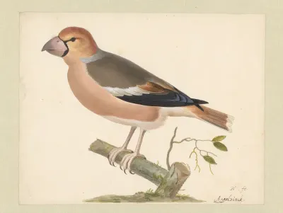 Appelvink