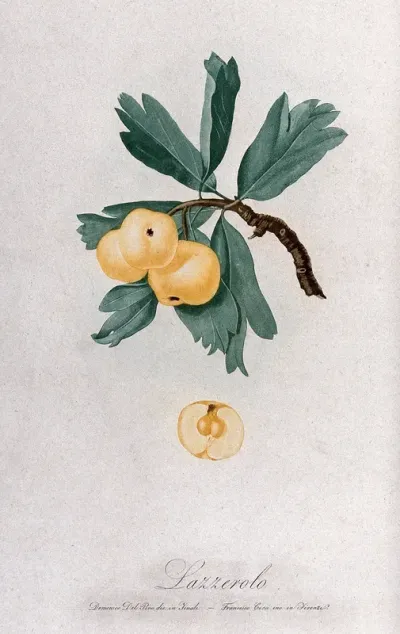 Apple (Malus species): fruiting branch with halved fruit