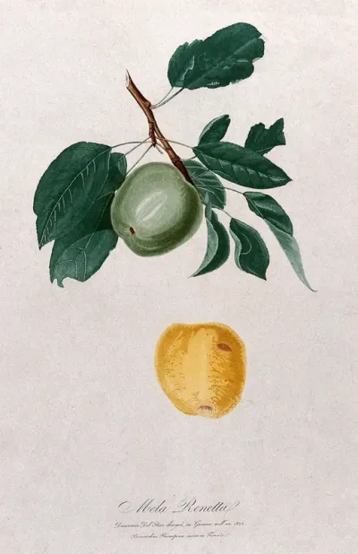 Apple (Malus species): fruiting branch with separate fruit