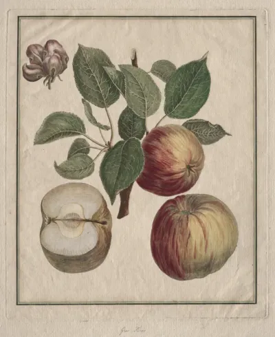 Apple with Leaf and Fruit Blossom