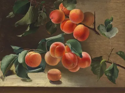 Apricots on a branch.