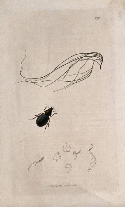 Aquatic algae with a water beetle and its abdominal segments