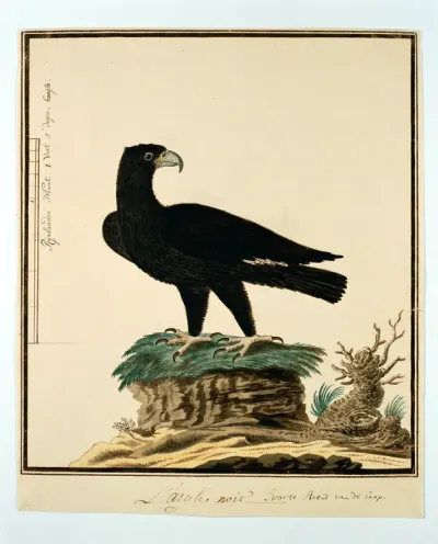 Aquila verreauxii (Zwarte Arend)