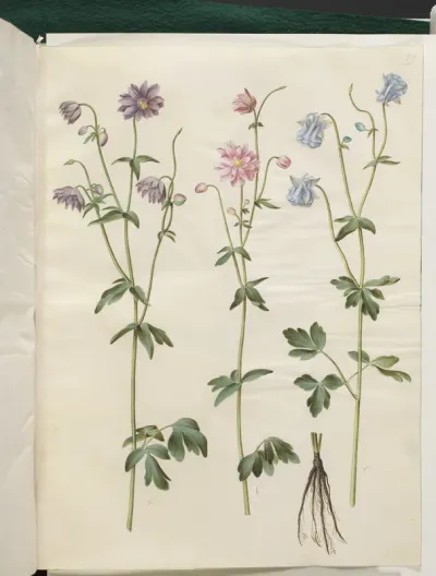 Aquilegia vulgaris (almindelig akeleje)